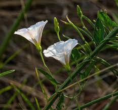 Attēlu rezultāti vaicājumam “Convolvulus arvensis”