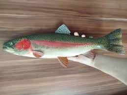 Image result for Oncorhynchus mykiss
