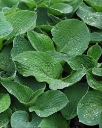 Image result for Hosta sieboldiana 'Elegans'