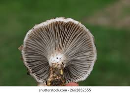 Attēlu rezultāti vaicājumam “Boletales”