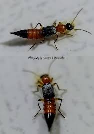 Attēlu rezultāti vaicājumam “Malachidae”