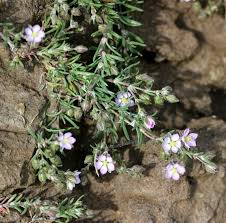 Attēlu rezultāti vaicājumam “Spergularia rubra flower”