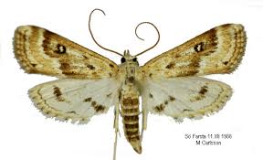 Attēlu rezultāti vaicājumam “Parapoynx stratiotata male”