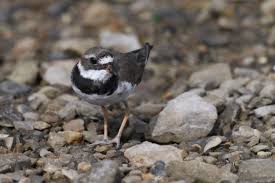 Attēlu rezultāti vaicājumam “Charadrius hiaticula”