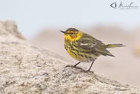 Image result for Dendroica tigrina