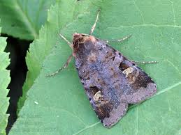 Attēlu rezultāti vaicājumam “Diarsia brunnea”