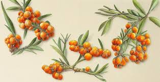 Attēlu rezultāti vaicājumam “Hippophae rhamnoides leaf”