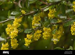 Attēlu rezultāti vaicājumam “Berberis vulgaris flower”