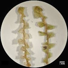 Attēlu rezultāti vaicājumam “Scapania lingulata”