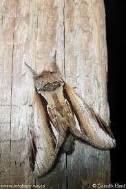 Attēlu rezultāti vaicājumam “Pheosia gnoma”