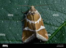 Attēlu rezultāti vaicājumam “Deltote bankiana”