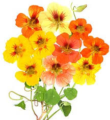 Image result for Tropaeolum majus