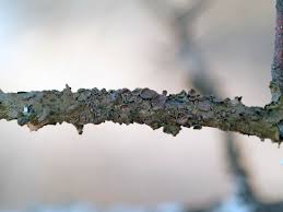 Attēlu rezultāti vaicājumam “Melanohalea olivacea”