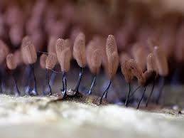 Attēlu rezultāti vaicājumam “Comatricha fragilis macro”