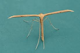 Attēlu rezultāti vaicājumam “Adaina microdactyla”