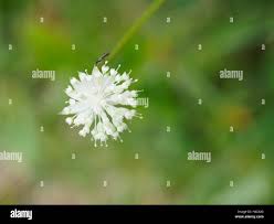 Attēlu rezultāti vaicājumam “Trifolium montanum flower”