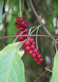 Attēlu rezultāti vaicājumam “Schisandra chinensis”