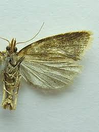 Attēlu rezultāti vaicājumam “Agapeta hamana”