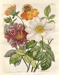 Image result for Dahlia `Red Skin`