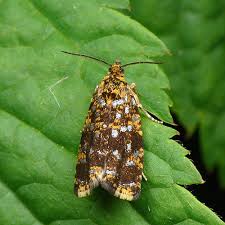 Attēlu rezultāti vaicājumam “Celypha siderana”