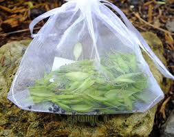 Attēlu rezultāti vaicājumam “Corydalis solida fruit”