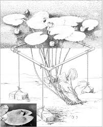 Attēlu rezultāti vaicājumam “Nuphar lutea leaf”