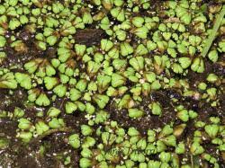 Attēlu rezultāti vaicājumam “Ricciocarpos natans”