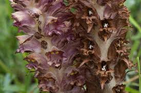 Attēlu rezultāti vaicājumam “Orobanche coerulescens bud”
