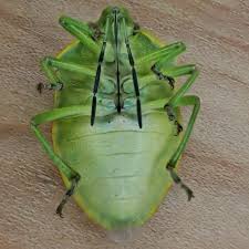 Attēlu rezultāti vaicājumam “Chlorochroa pinicola”