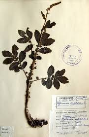 Attēlu rezultāti vaicājumam “Agrimonia pilosa leaf”