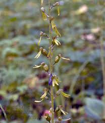 Attēlu rezultāti vaicājumam “Listera ovata flower”