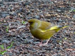 Attēlu rezultāti vaicājumam “Chloris chloris”