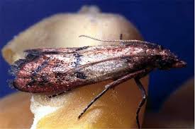 Attēlu rezultāti vaicājumam “Plodia interpunctella”