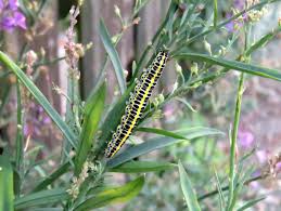 Attēlu rezultāti vaicājumam “Calophasia lunula larva”