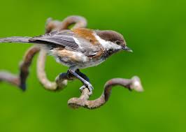 Image result for Poecile montana