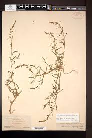 Attēlu rezultāti vaicājumam “Corispermum hyssopifolium”