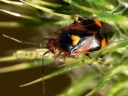 Attēlu rezultāti vaicājumam “Deraeocoris ruber”