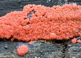 Attēlu rezultāti vaicājumam “Heterotrichia ferruginea (syn. Arcyria ferruginea) macro”