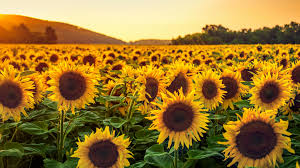 Image result for Sonnenblume