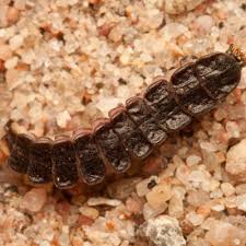 Attēlu rezultāti vaicājumam “Phosphaenus hemipterus”