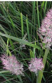 Attēlu rezultāti vaicājumam “Calamagrostis purpurea fruit”