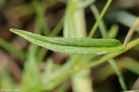 Attēlu rezultāti vaicājumam “Epilobium palustre”