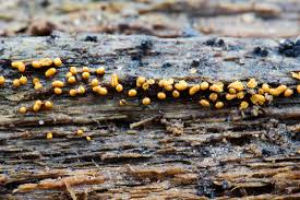 Attēlu rezultāti vaicājumam “Trichia erecta macro”