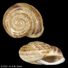 Attēlu rezultāti vaicājumam “Helicidae”