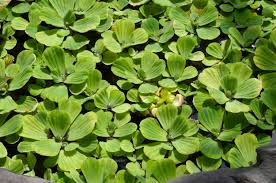 Attēlu rezultāti vaicājumam “Pistia stratiotes”