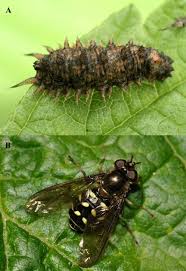 Attēlu rezultāti vaicājumam “Syrphus sp.”