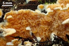 Attēlu rezultāti vaicājumam “Leucogyrophana mollusca”