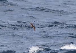 Image result for Oceanodroma castro