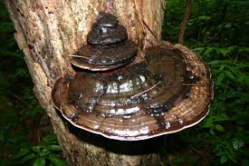 Attēlu rezultāti vaicājumam “Ganoderma applanatum”