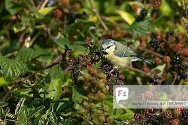 Attēlu rezultāti vaicājumam “Cyanistes caeruleus adult”